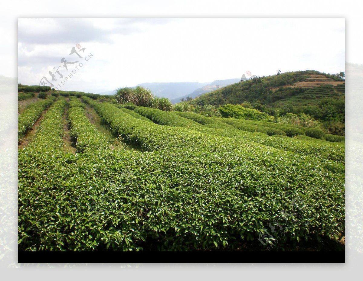 茶山II图片