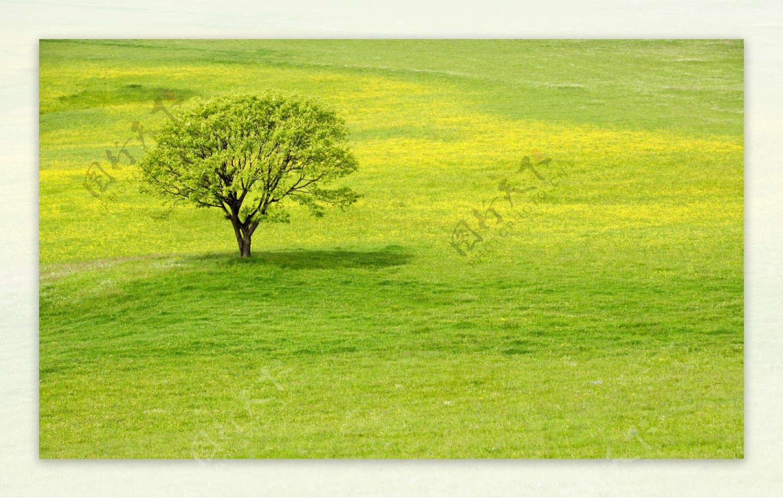 绿色草原图片