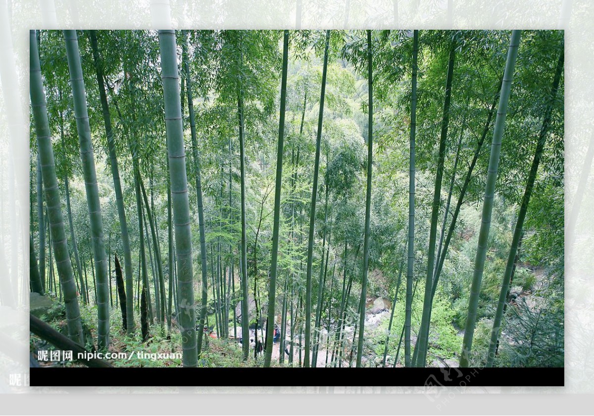 黄龙竹林图片