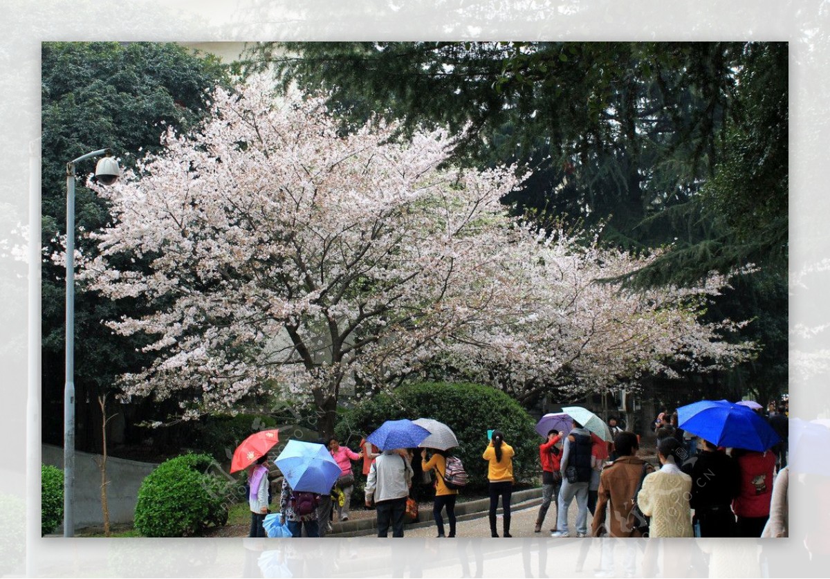 樱花时节图片