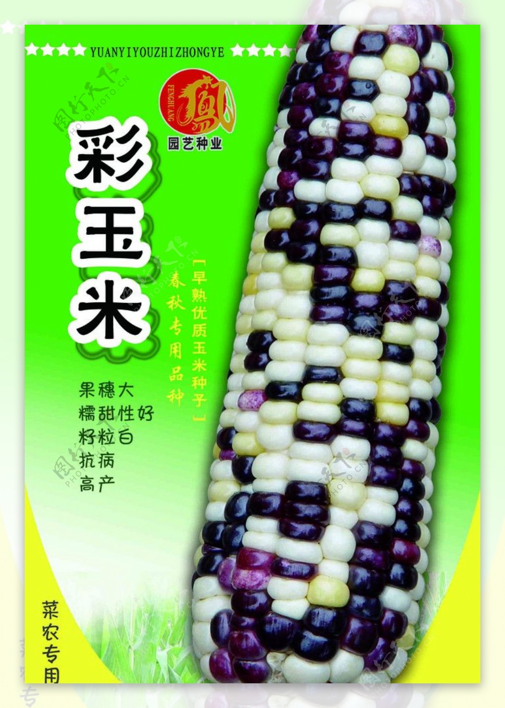 彩色玉米图片