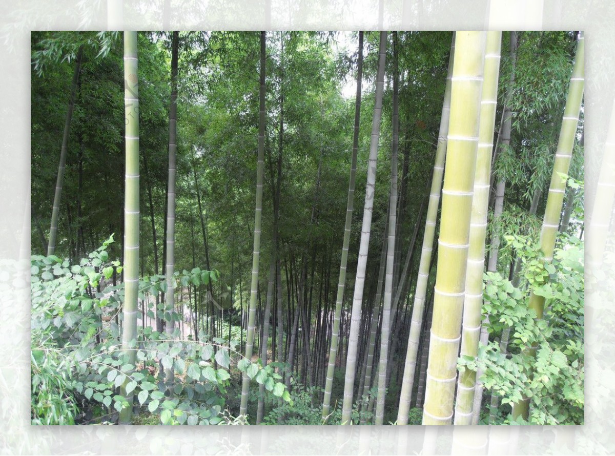 山间竹林图片