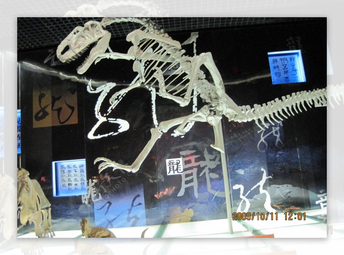 中华恐龙园恐龙化石图片