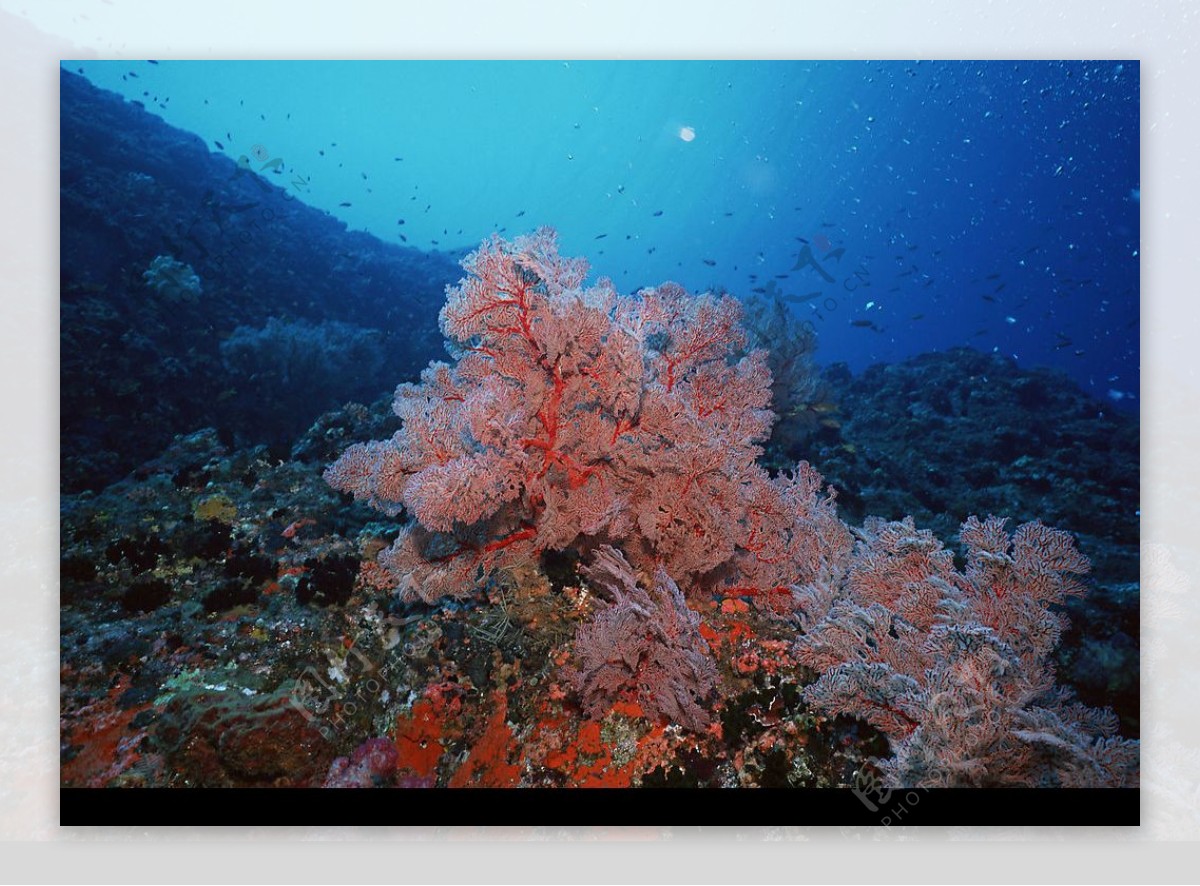 奇妙的海底世界图片