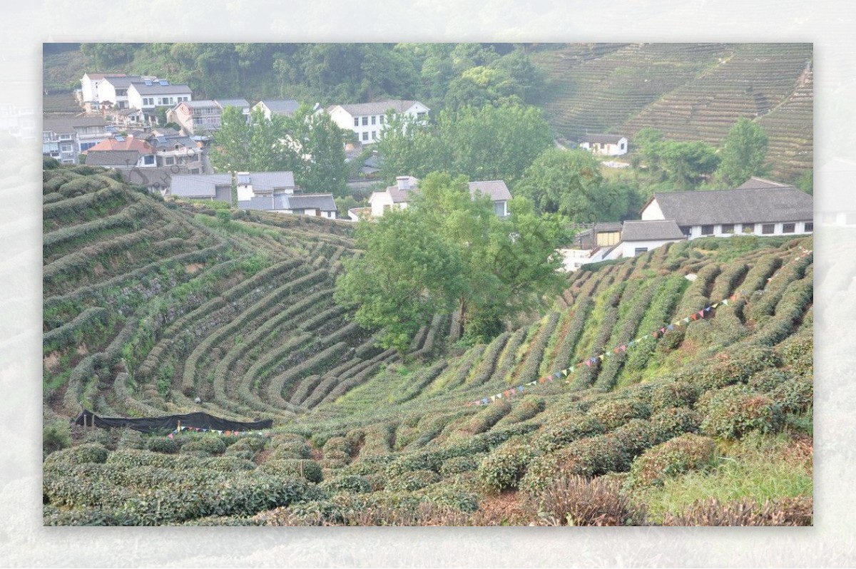 龙井村的茶山图片