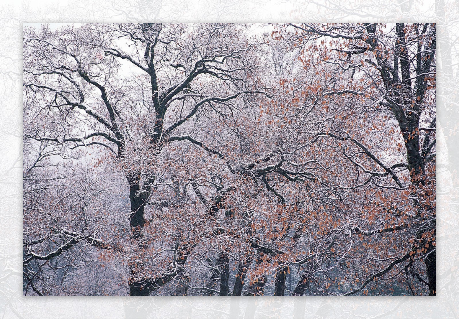 冬雪的树图片