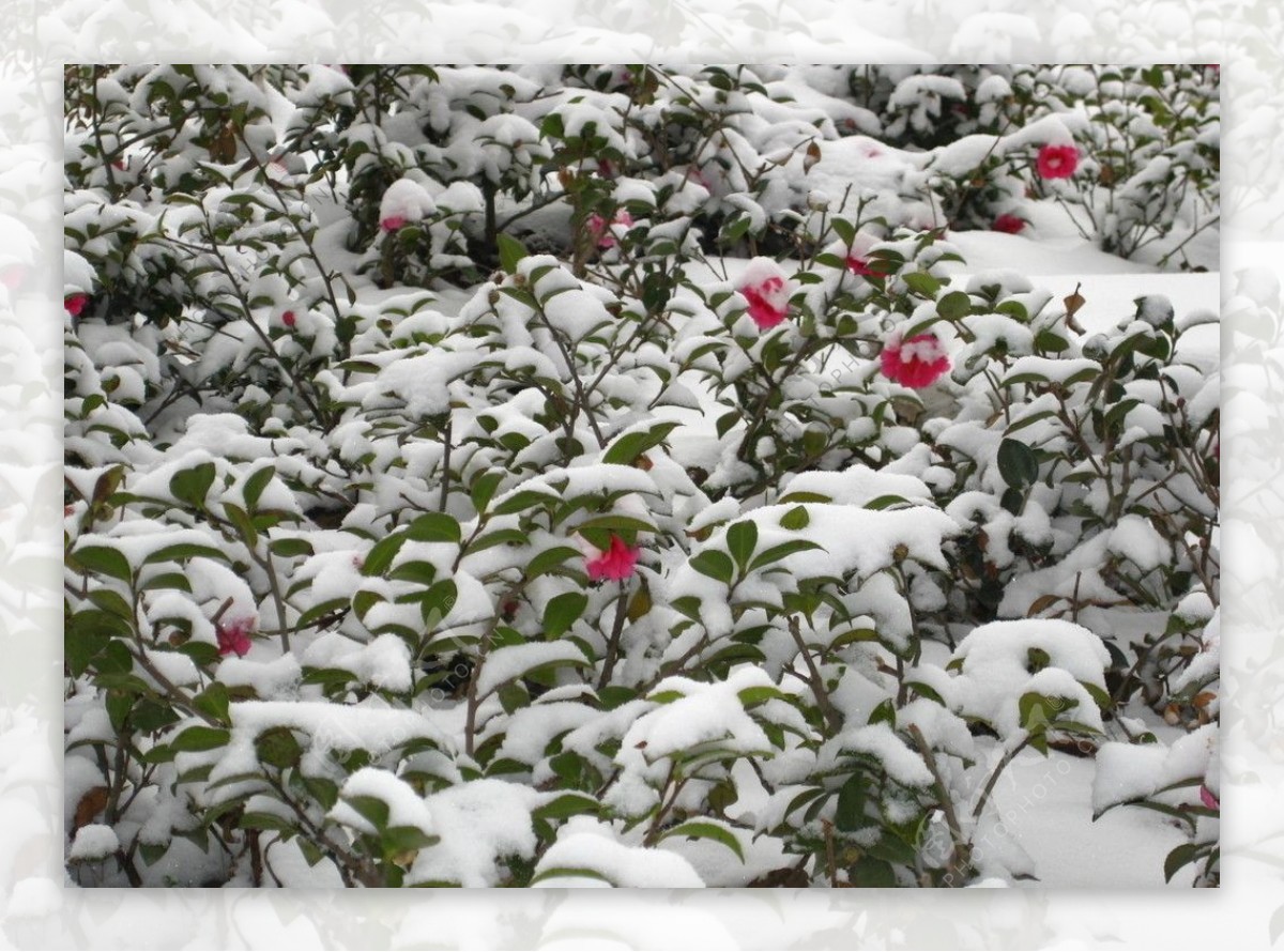 武汉雪景图片