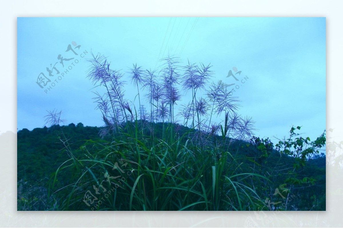 中国山水高山芦苇图片