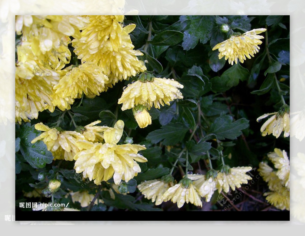 雨后的黄色菊花图片
