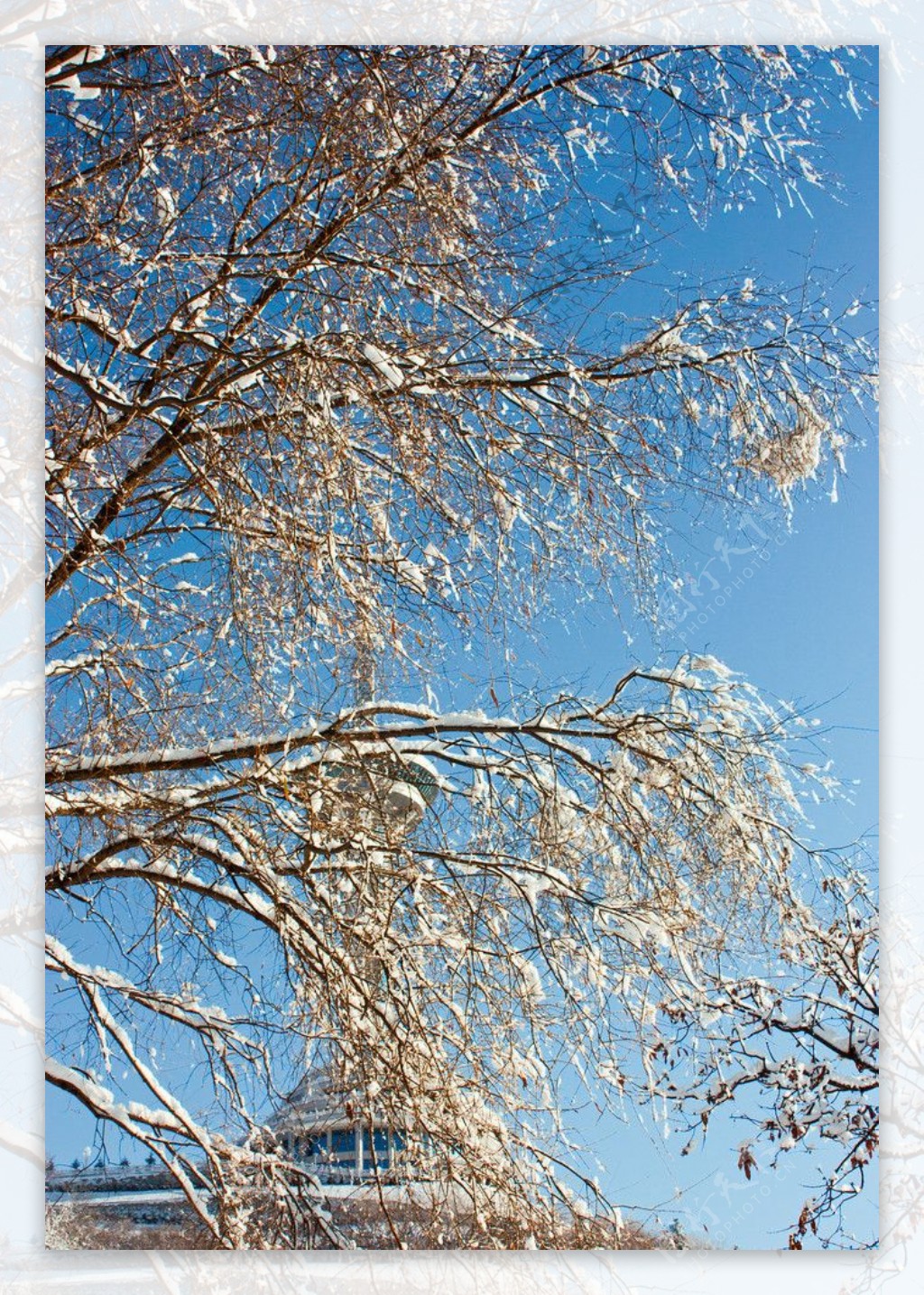 大树黄叶雪挂电视塔图片