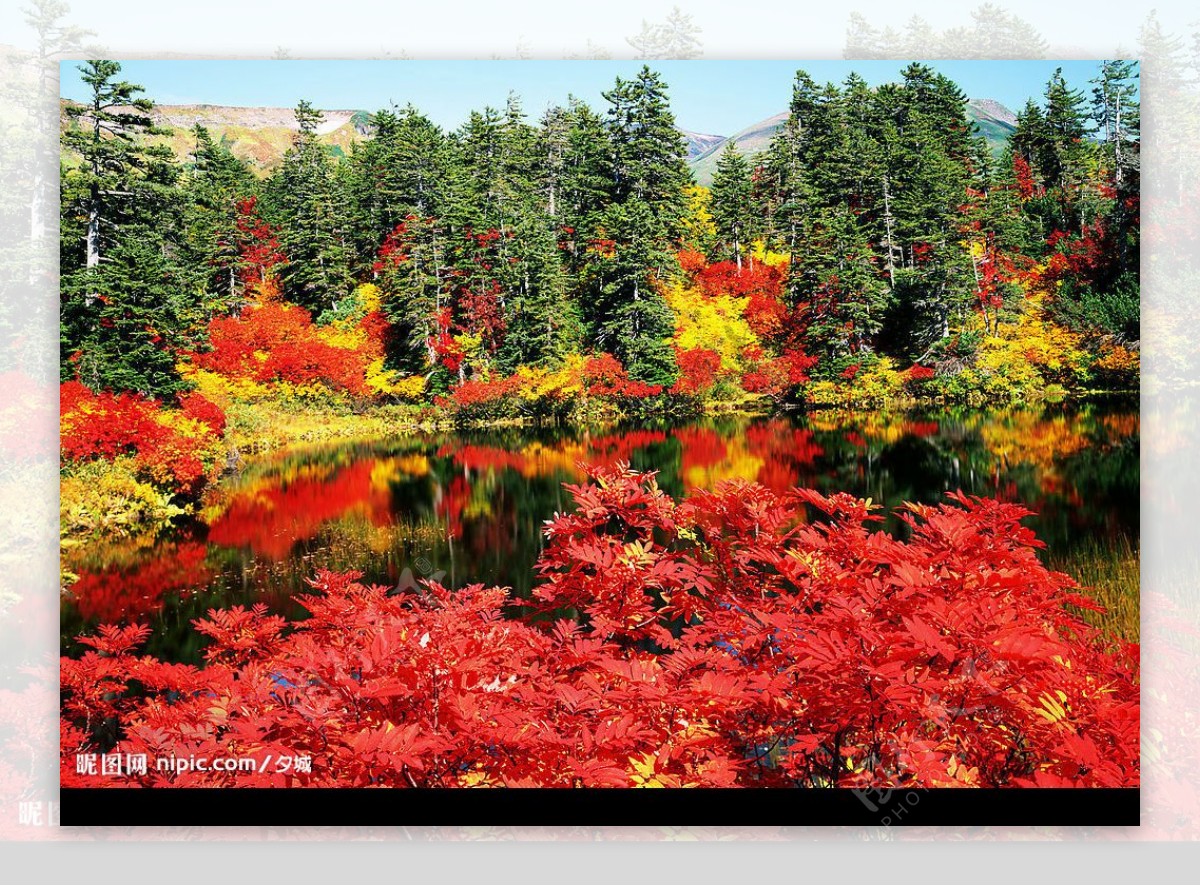 湖边红树林图片