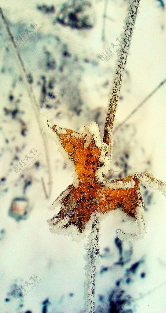 雪中枫叶图片