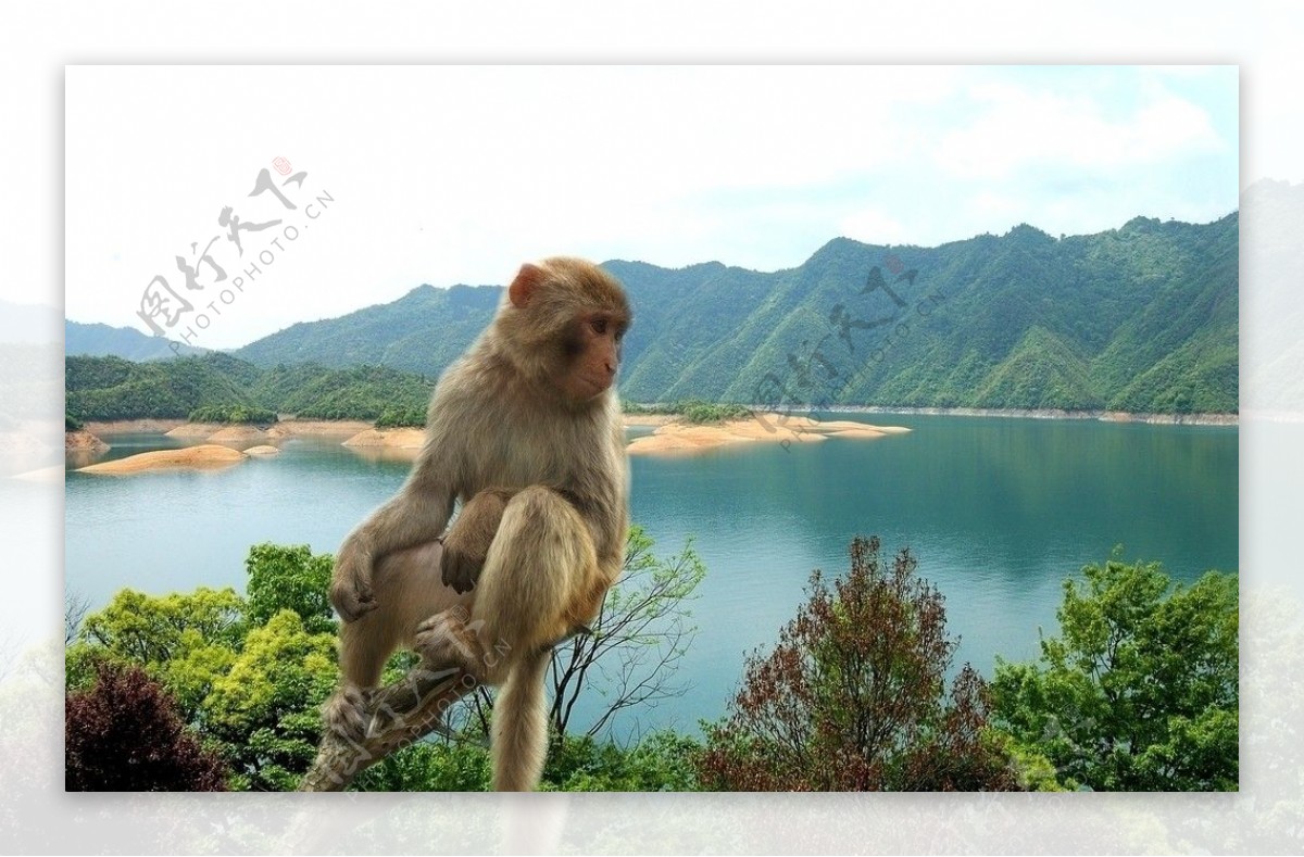 安徽黄山太平湖猴岛图片