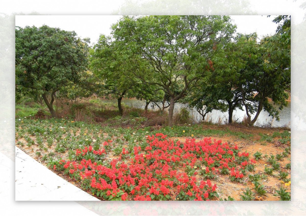 松湖花景图片