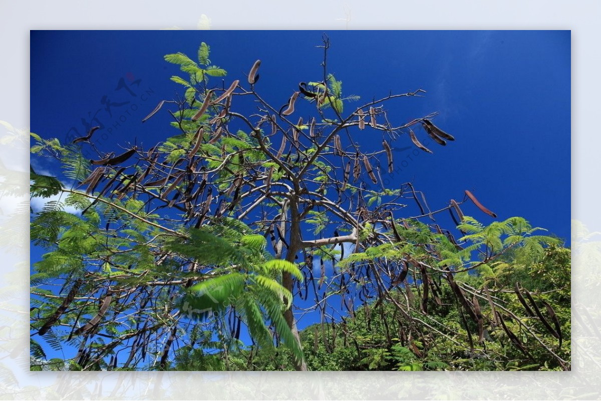 酸豆树图片