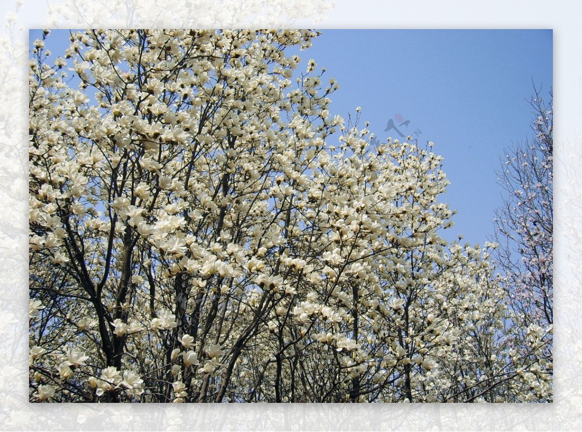 春天的玉兰树图片
