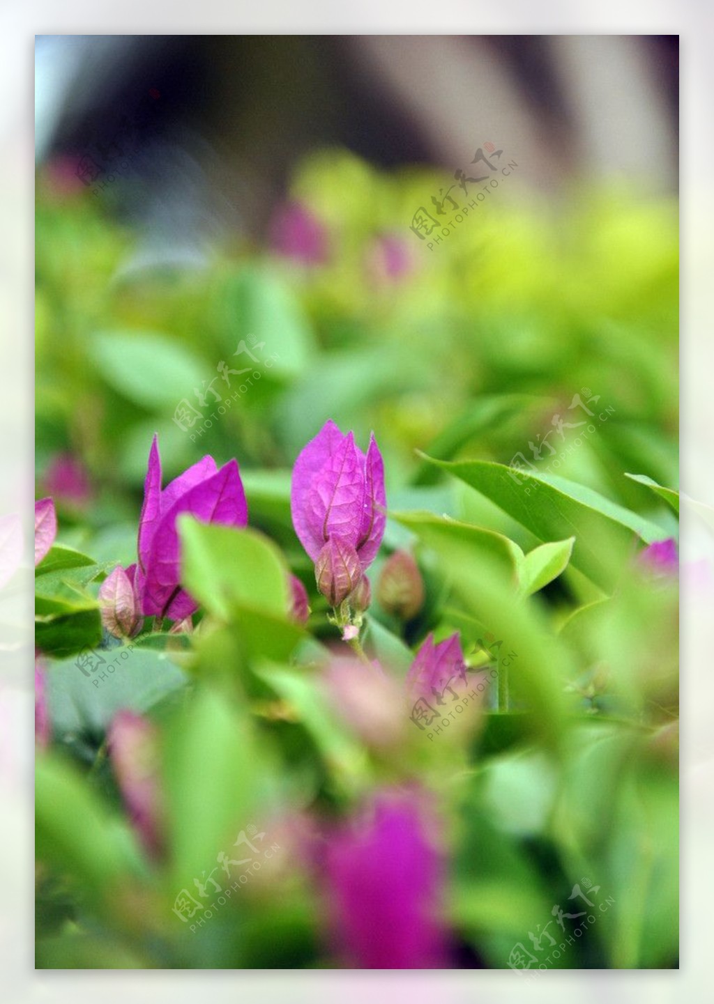 热带雨林植被植物微距绿色呀诺达自然风景景观椰子南方叶子图片