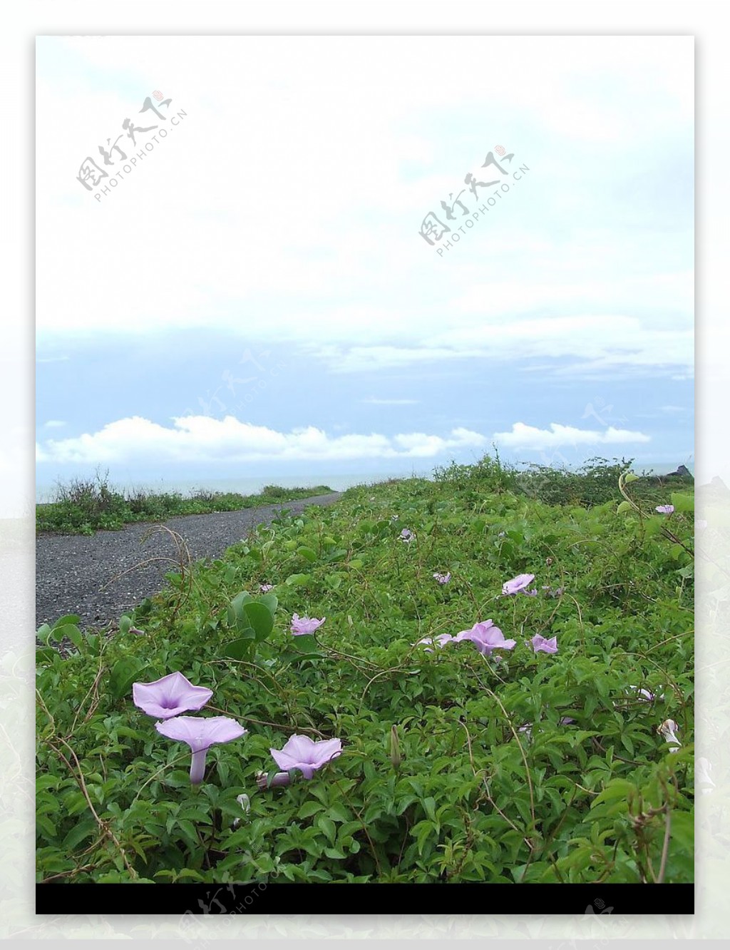 海邊的牽牛花图片