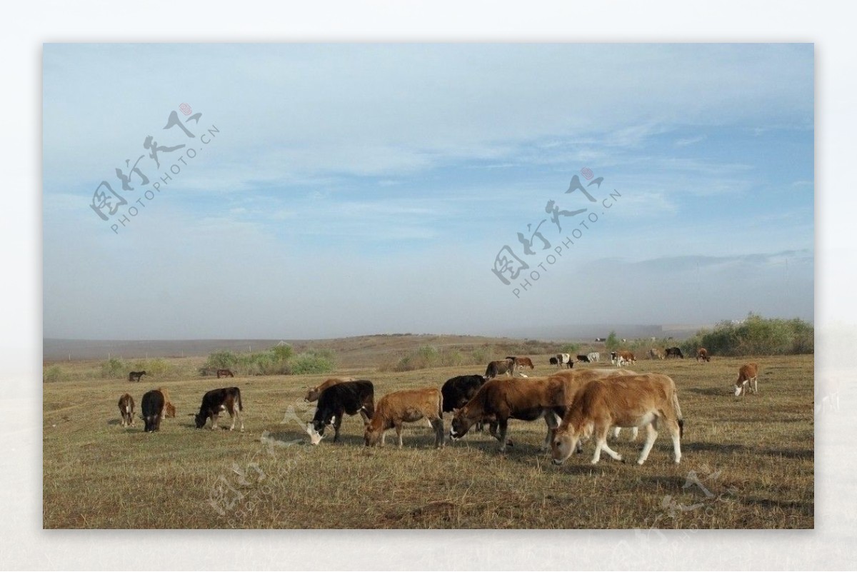 喀纳斯的牛群图片