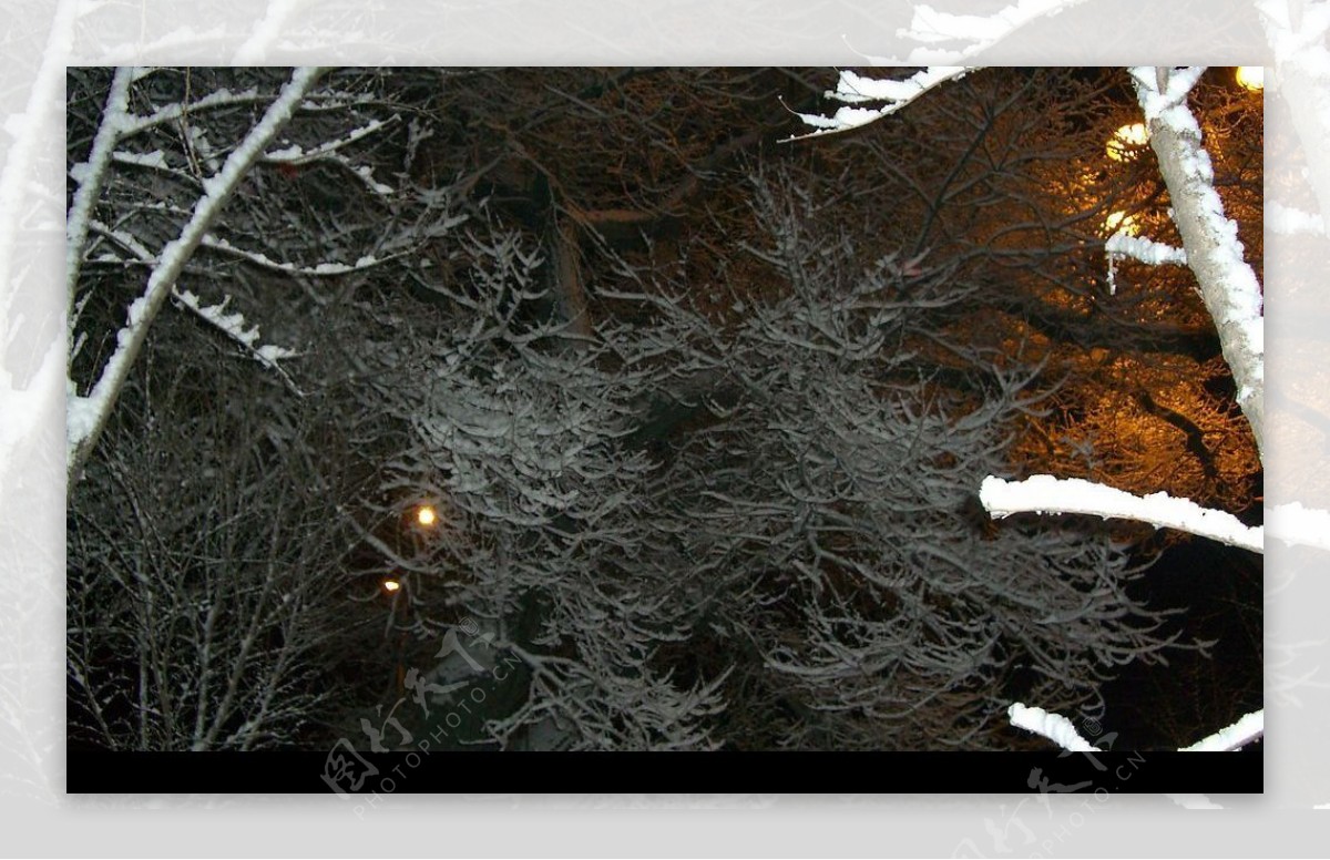 冬季夜晚树挂图片