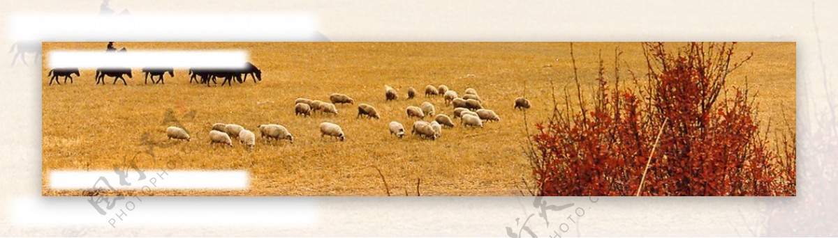 草原和羊群图片
