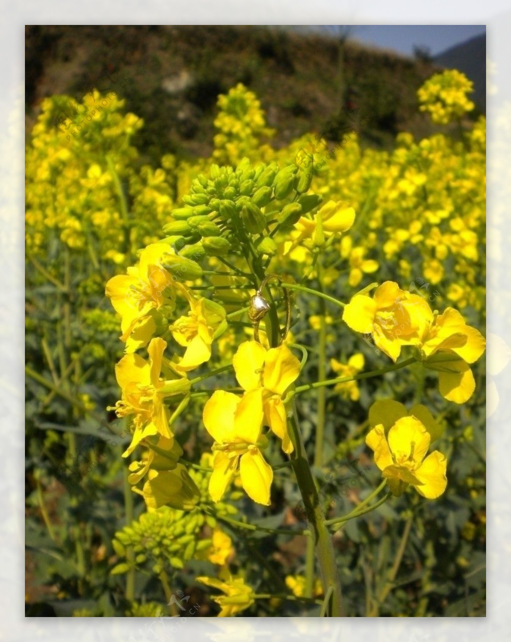 油菜花图片