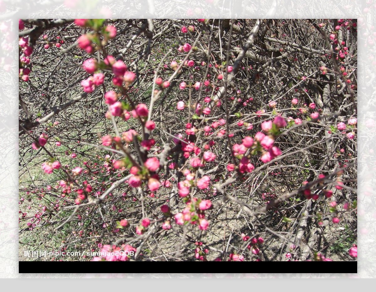 榆树梅花图片