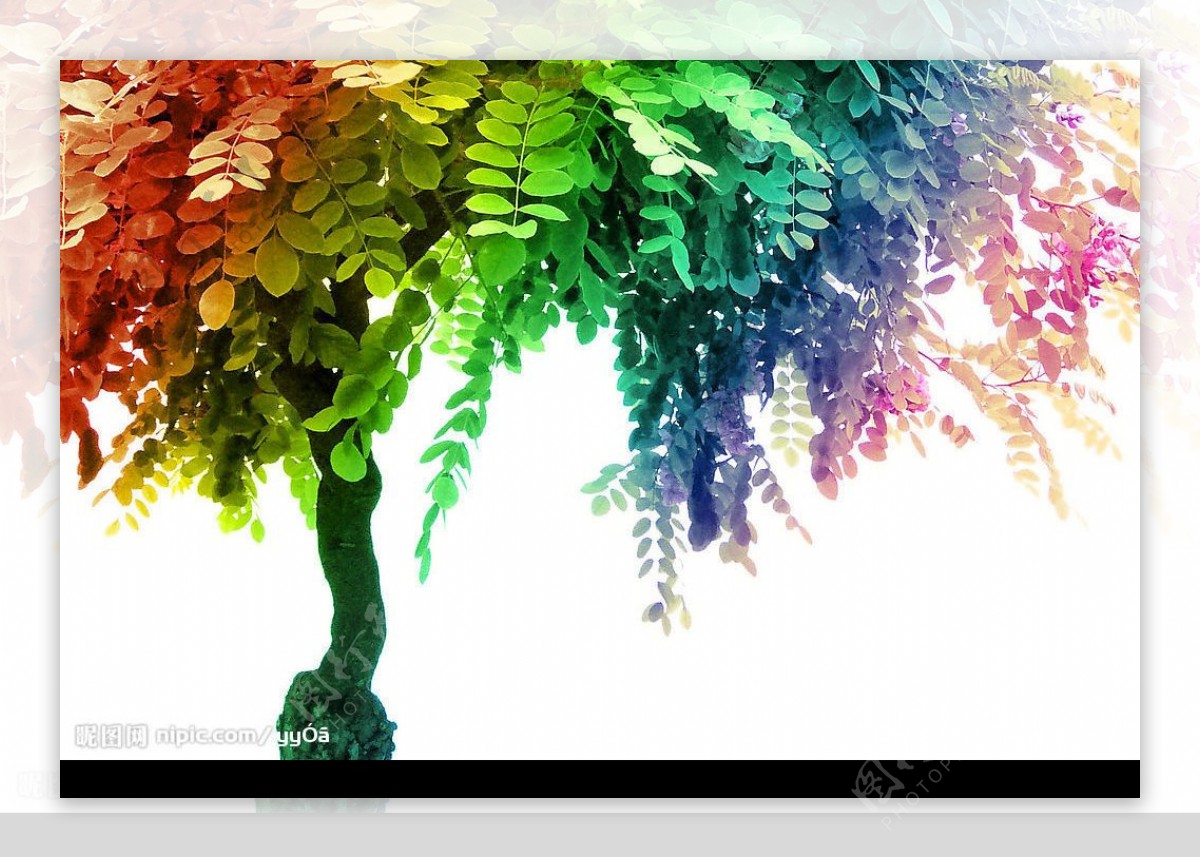 一树繁花彩虹版图片