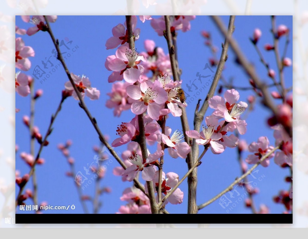 07年蓟县春天的桃花图片