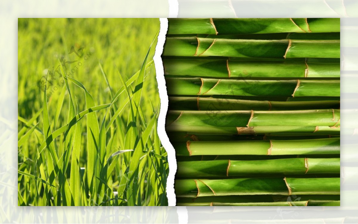 绿色竹子背景图片