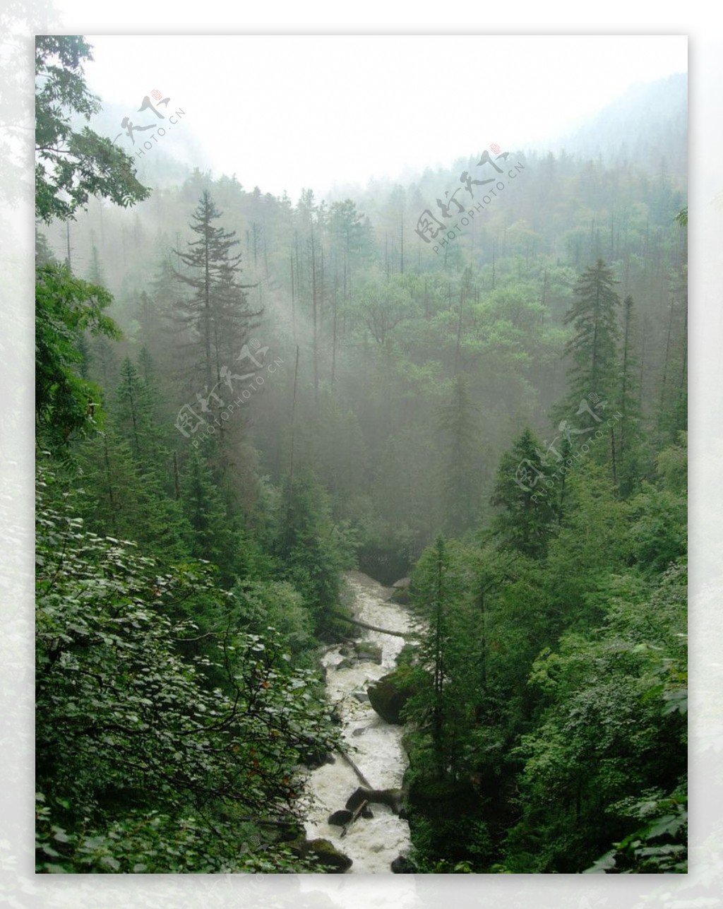 森林小溪图片