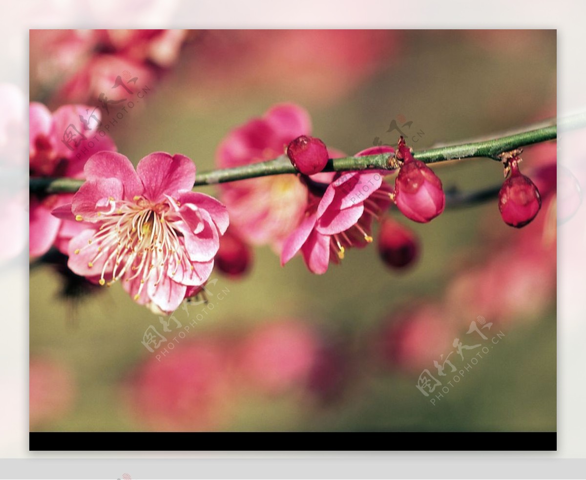 春花浪漫图片