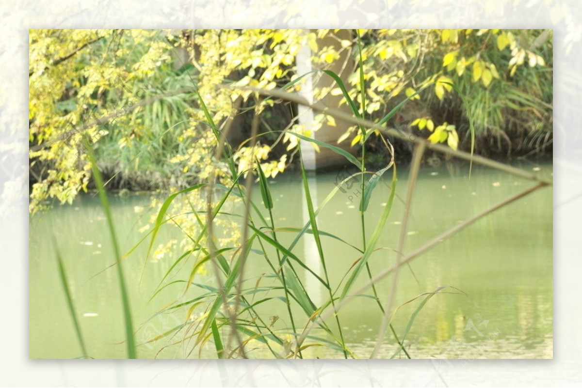 湿地绿景图片