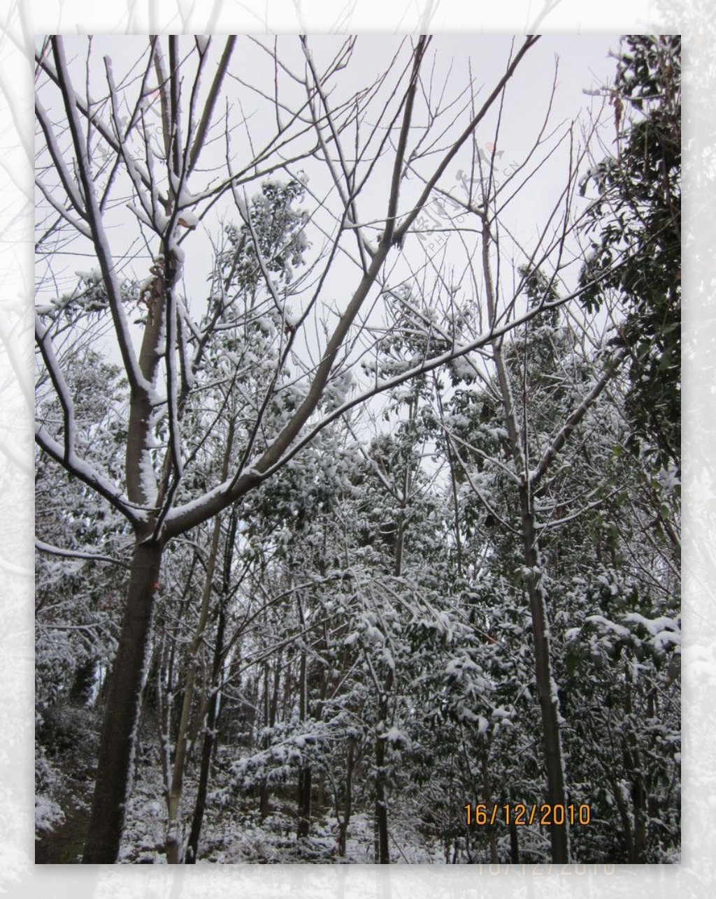 雪景白雪树图片