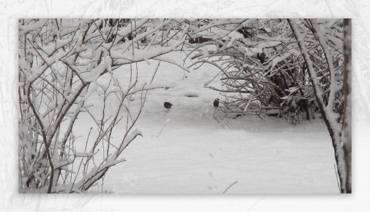 雪地中的小麻雀图片