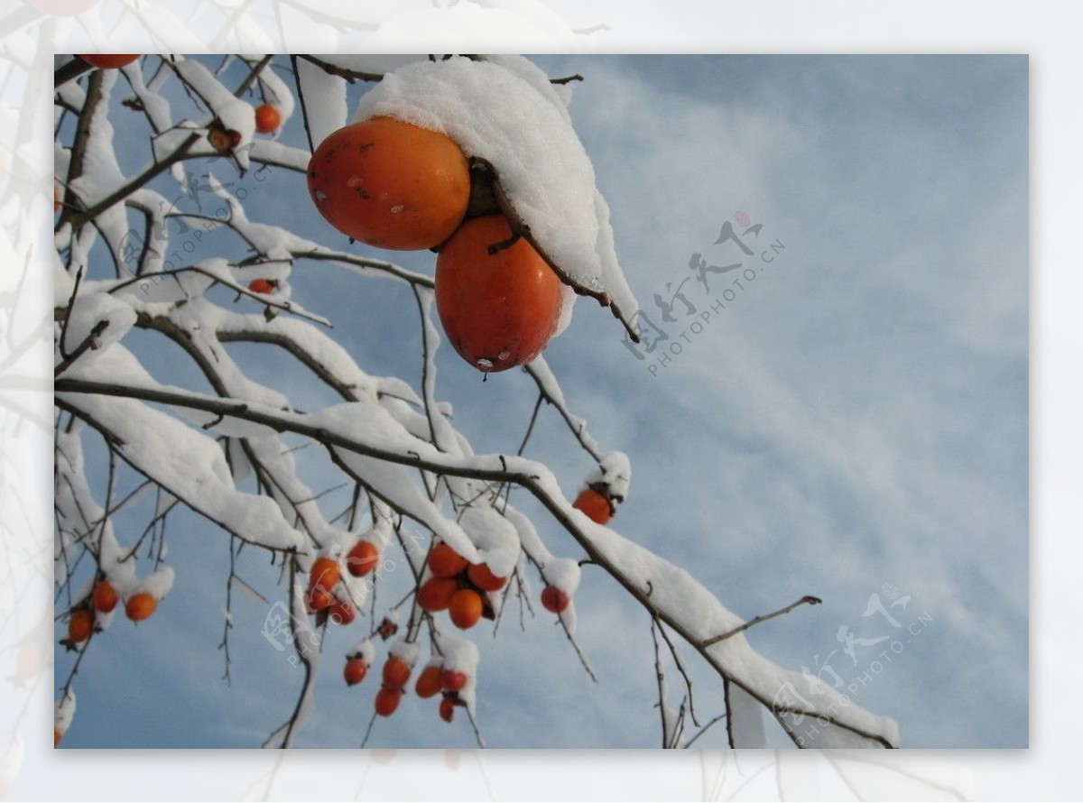 冬雪红柿图片