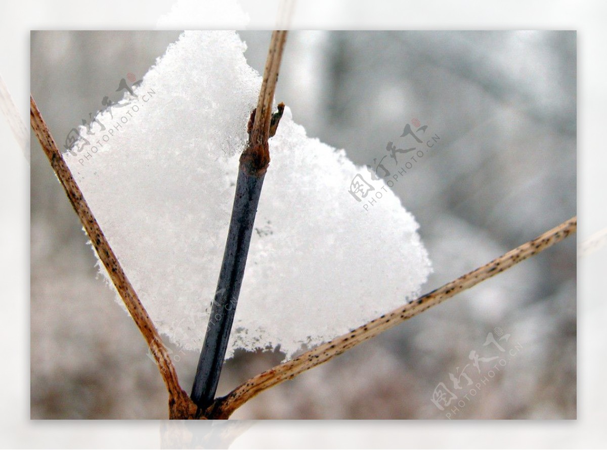 树枝雪景图片
