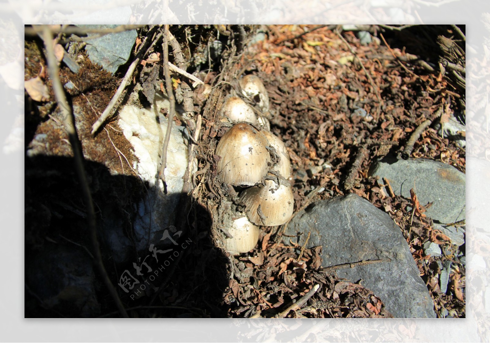 野蘑菇图片