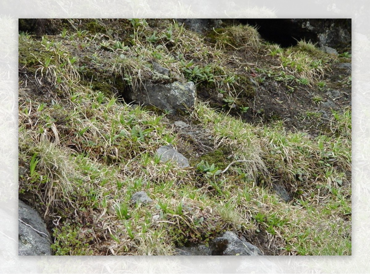 长白山高山苔原带地貌图片