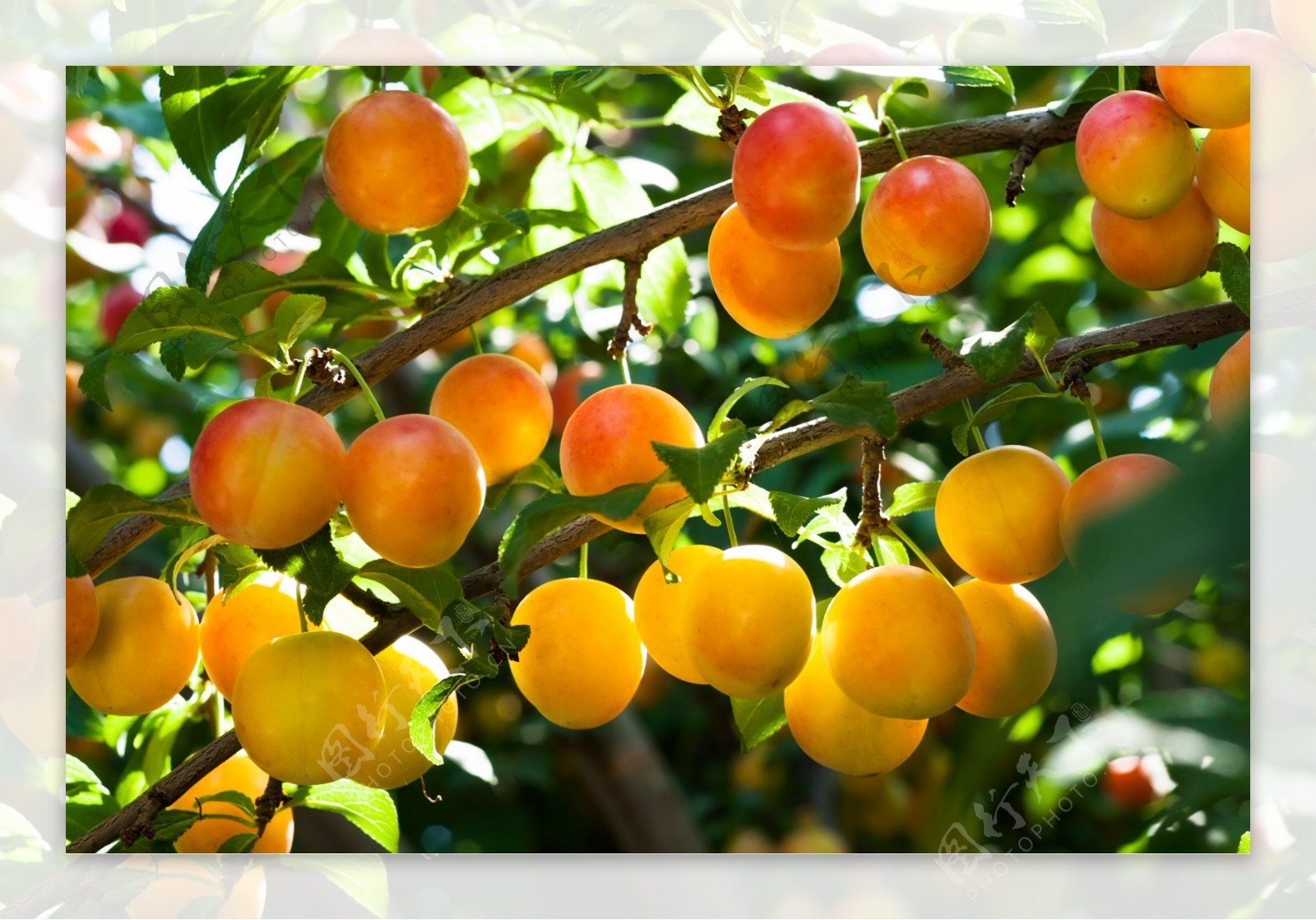 杏子杏树图片