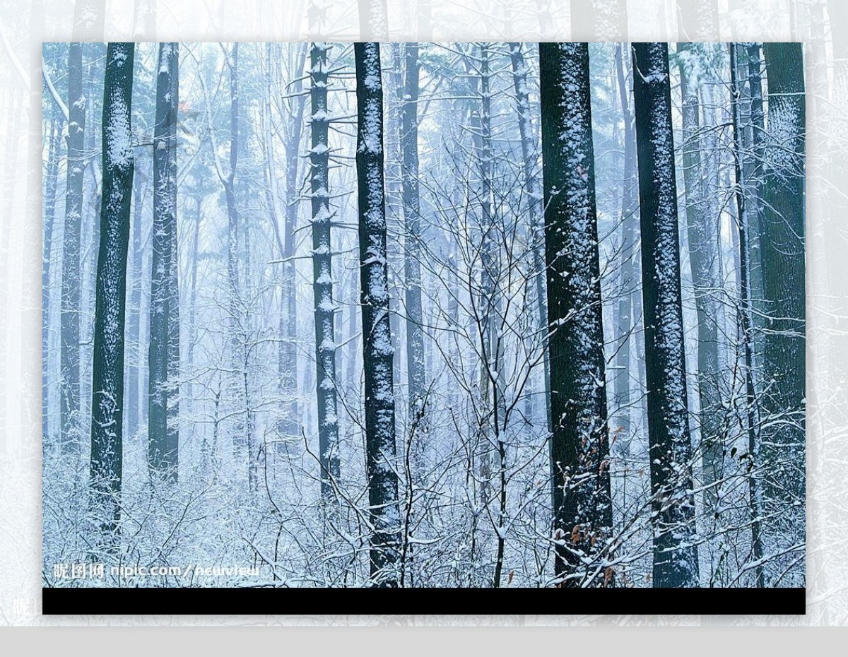 雪景竹林图片