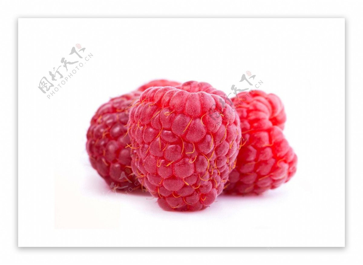 高清树莓图片