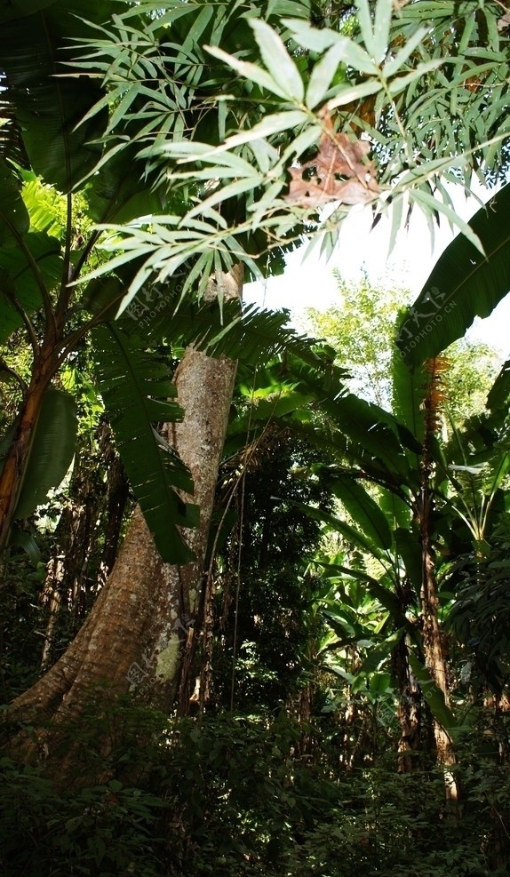 西双版纳热带雨林谷图片