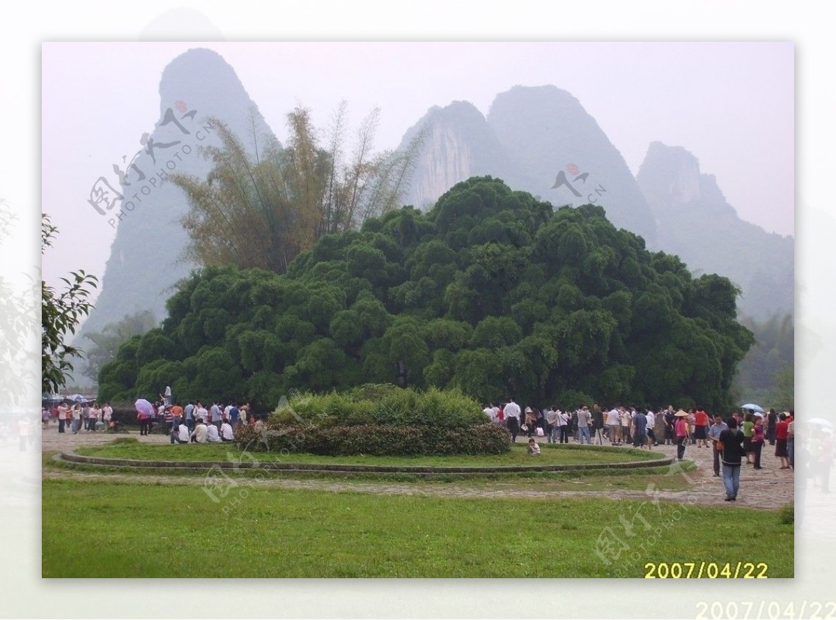 桂林大榕树图片