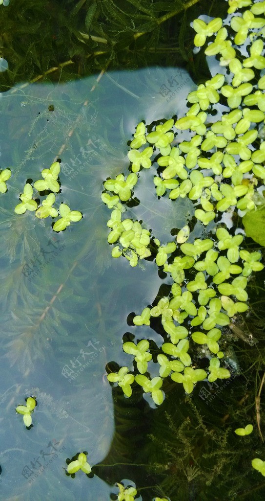 水草水生植物图片