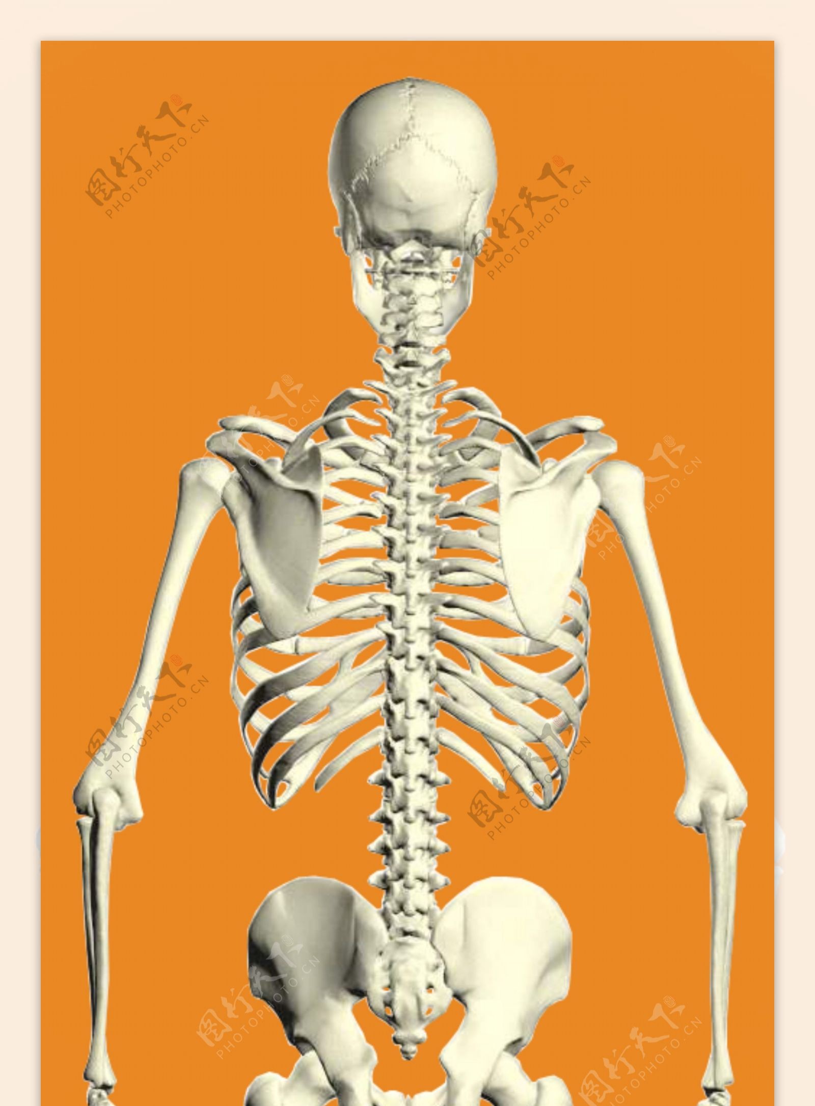骨架背面精细抠图图片