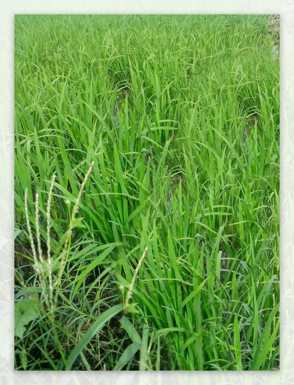 水稻苗图片