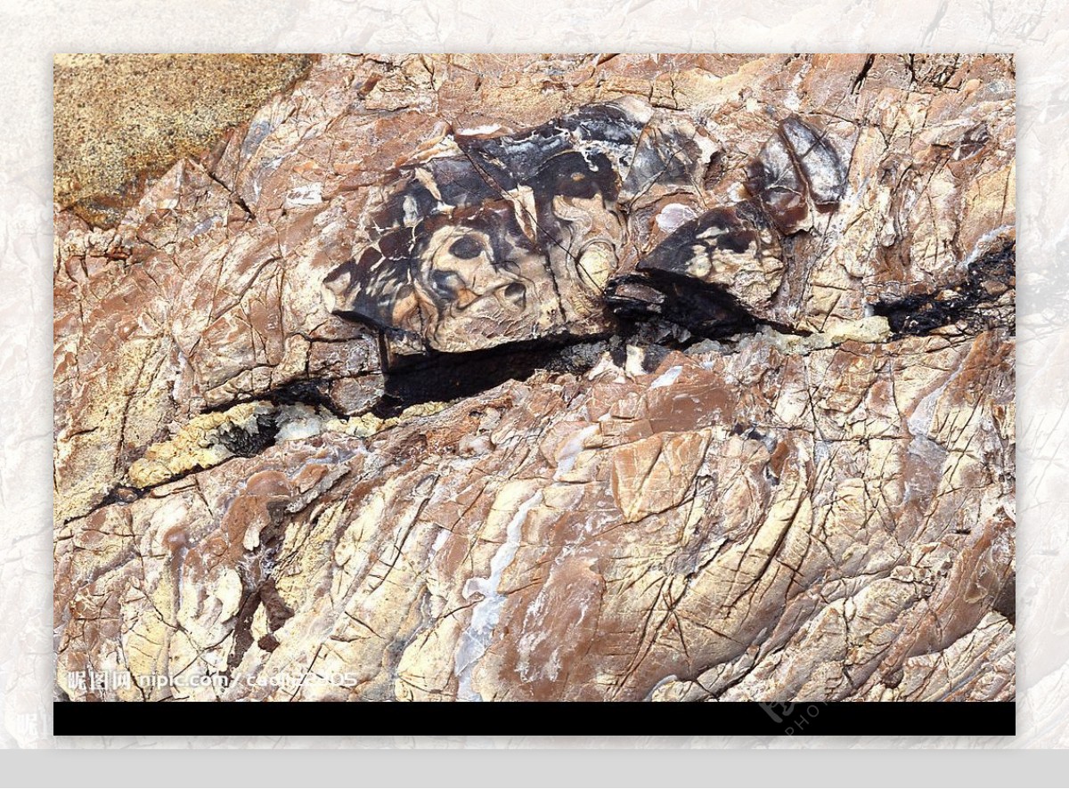 化石标本摄影图片