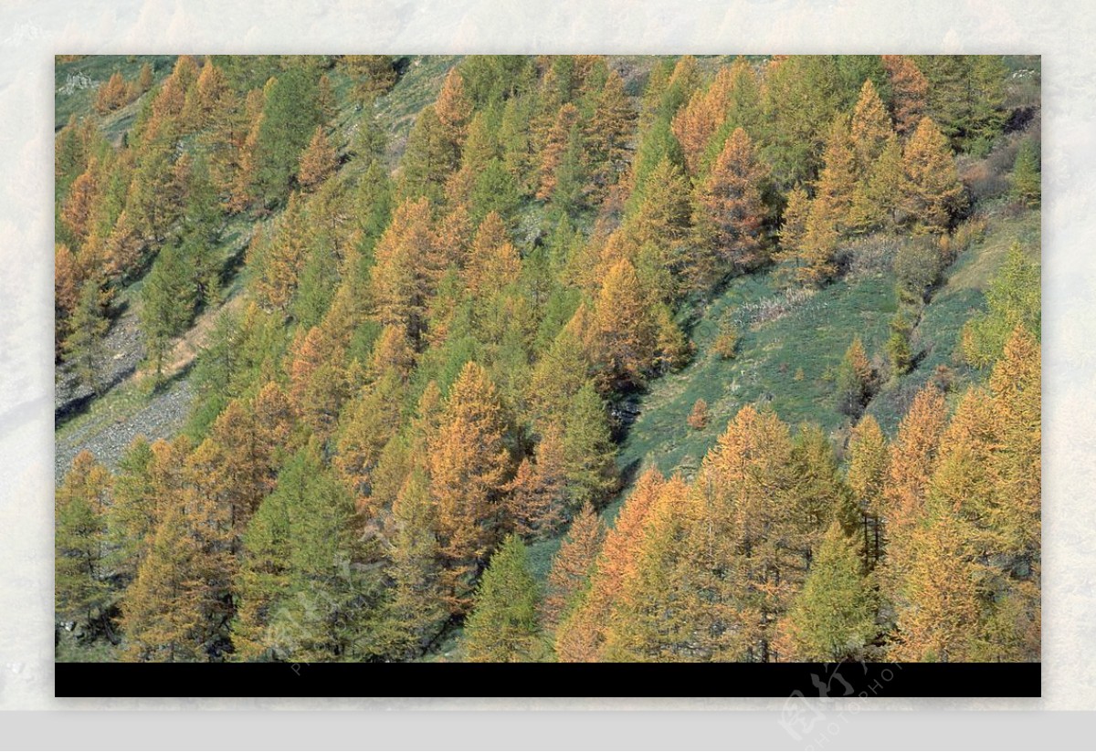 森林树木国外素材图片