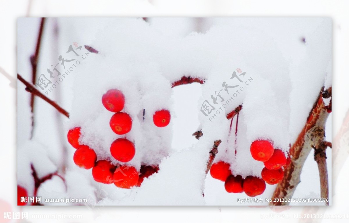 雪景红果图片